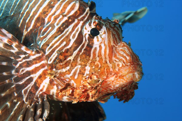 Red Lionfish (Pterois volitans)