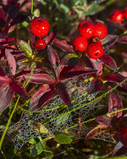 Alpine Bearberry (Arctostaphylos alpinus)