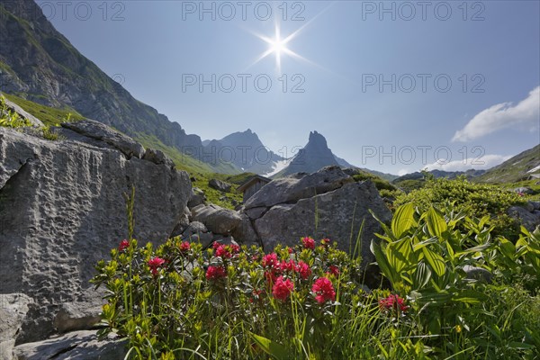 Hairy Alpenrose (Rhododendron hirsutum)