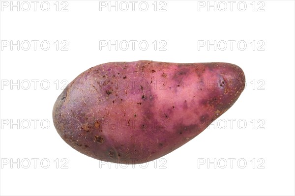 Potato