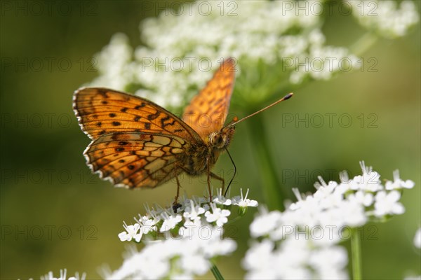 Lesser Marbled Fritillary (Brenthis ino) Kirchseemoor