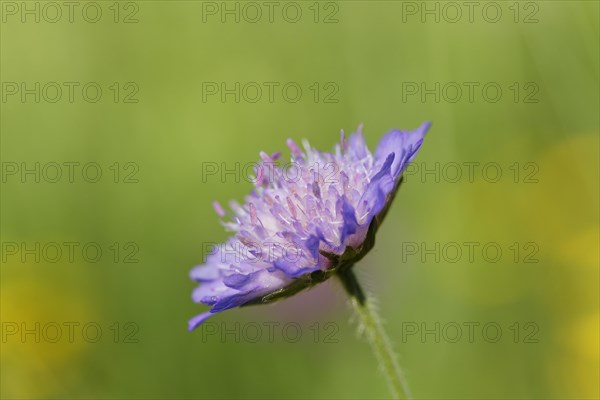 Field Scabious (Knautia arvensis)