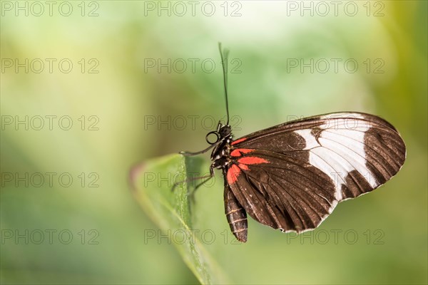 Doris Longwing (Laparus doris)