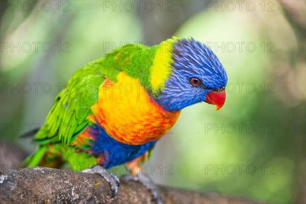 Rainbow Lorikeet (Trichoglossus haematodus)