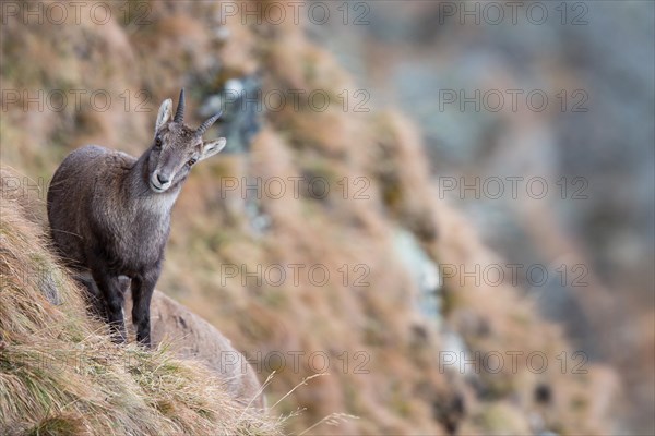 Alpine Ibex (Capra ibex)