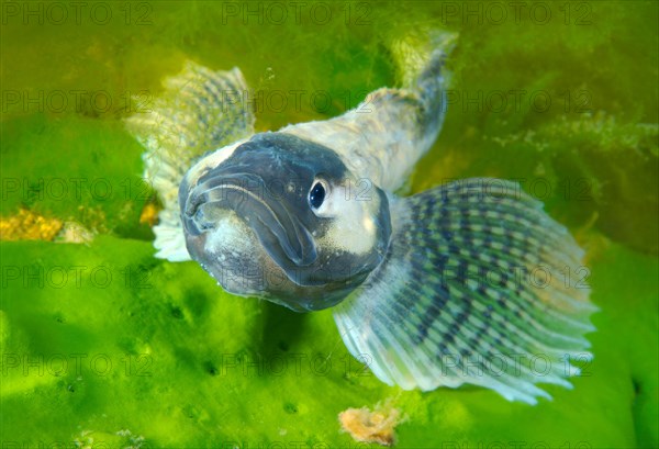 Yellow-fin Baikal Sculpin or Baikal Yellowfin (Cottocomephorus grewingkii)