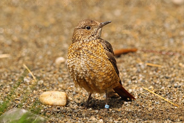 Common Rock Thrush (Monticola saxatilis)