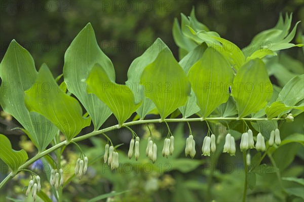 Solomon's Seal (Polygonatum odoratum)