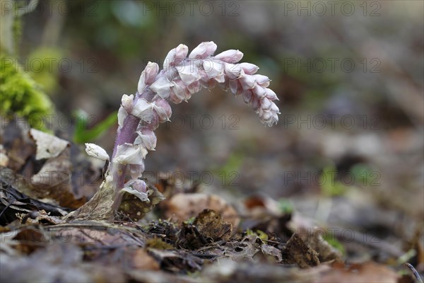 Common Toothwort (Lathraea squamaria)