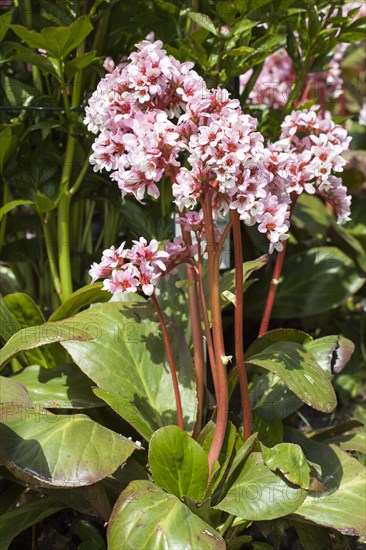 Elephant-eared saxifrage (Bergenia purpurascens)