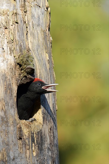 Black Woodpecker (Dryocopus martius)