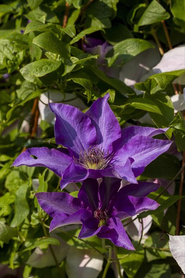 Clematis (Clematis)