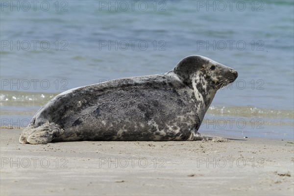 Grey Seal (Halichoerus grypus)