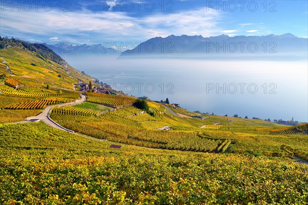 Autumn-coloured vineyards with mist