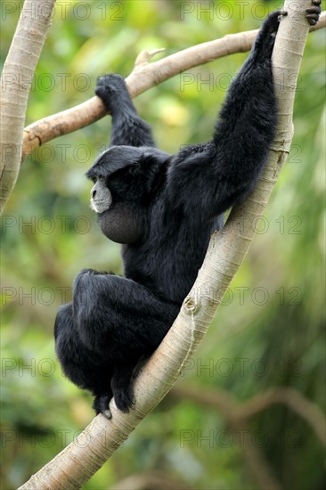 Siamang (Symphalangus syndactylus)