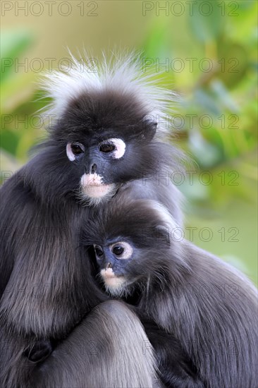 Dusky Leaf Monkeys or Southern Langurs (Trachypithecus obscurus)