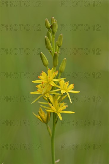 Bog Asphodel (Narthecium ossifragum)