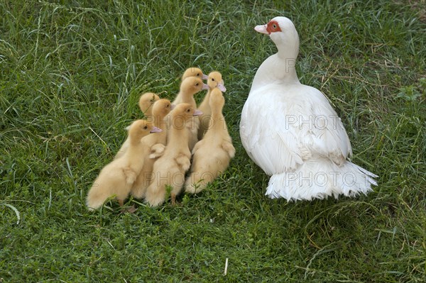 Muscovy Duck (Cairina moschata) with ducklings