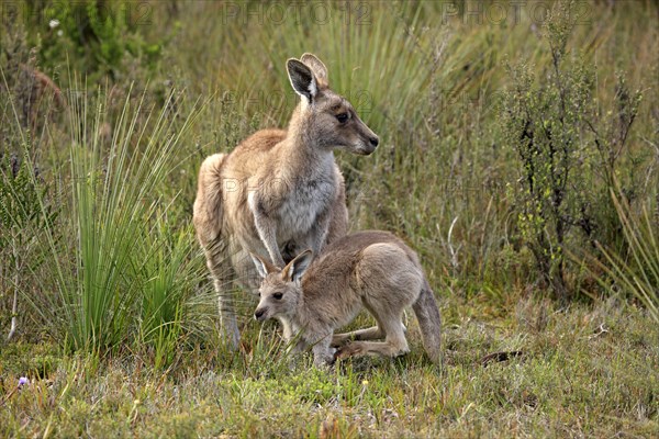 Eastern Grey Kangaroo (Macropus giganteus) mother with young