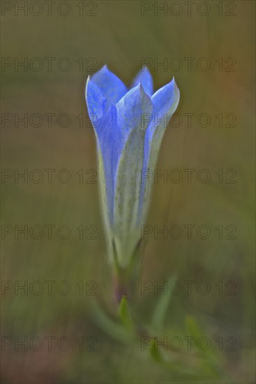 Marsh Gentian (Gentiana pneumonanthe)