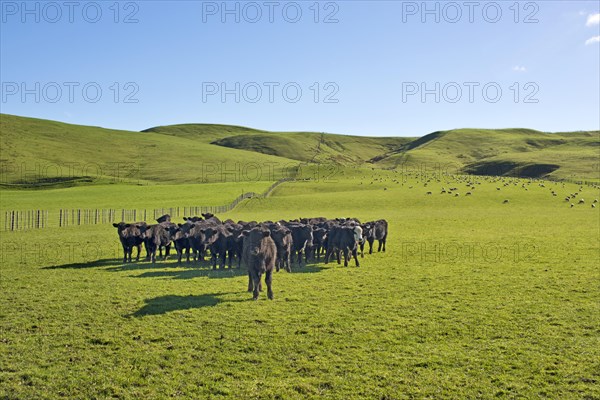 Brown cows on a green pasture
