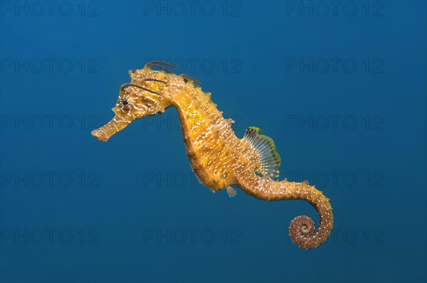 Short-snouted Seahorse (Hippocampus hippocampus)