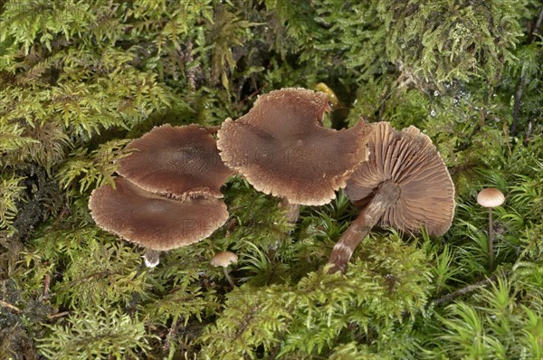 Red Capped Cortinarius (Cortinarius phoeniceus)