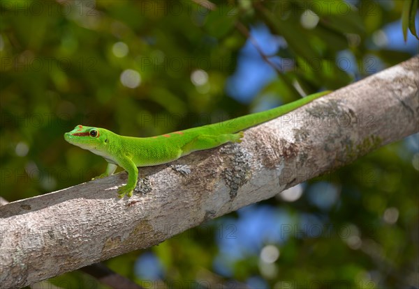 Giant Day Gecko (Phelsuma madagascariensis grandis)