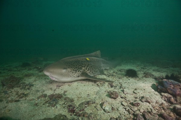 Leopard Shark (Triakis semifasciata)