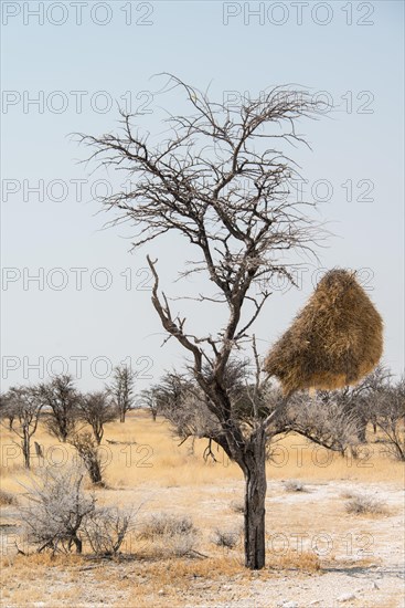 Nesting colony of hanging in a tree