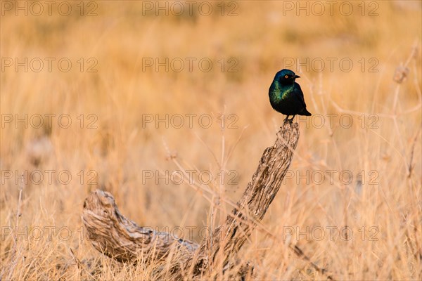 Cape Starling (Lamprotornis nitens)