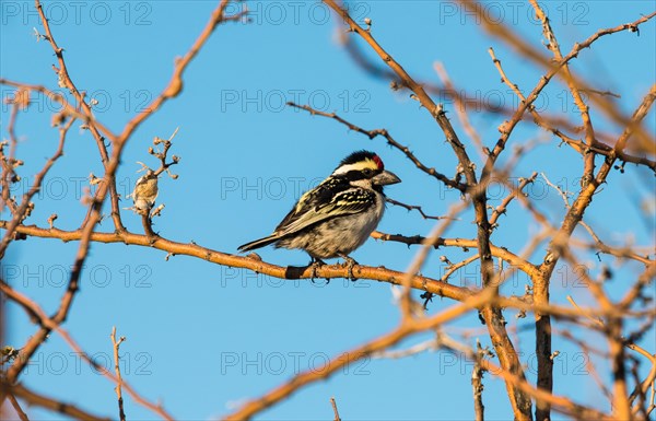 Acacia Pied Barbet (Tricholaema Leucomelas)