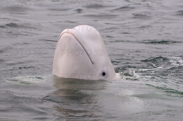 Beluga Whale or White Whale (Delphinapterus leucas)