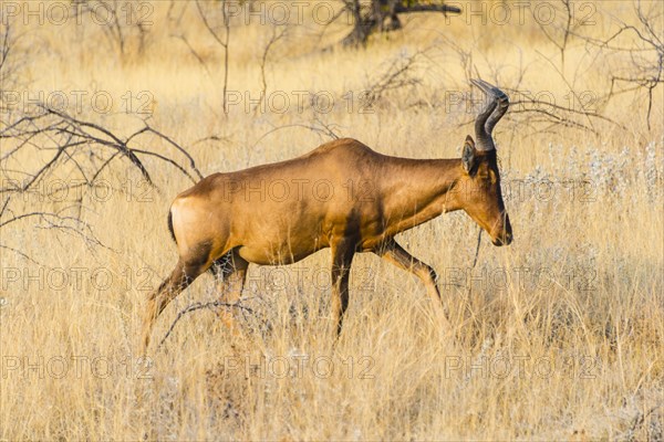 Red hartebeest (Alcelaphus buselaphus)