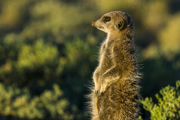 Meerkat (Suricata suricatta) in the morning light