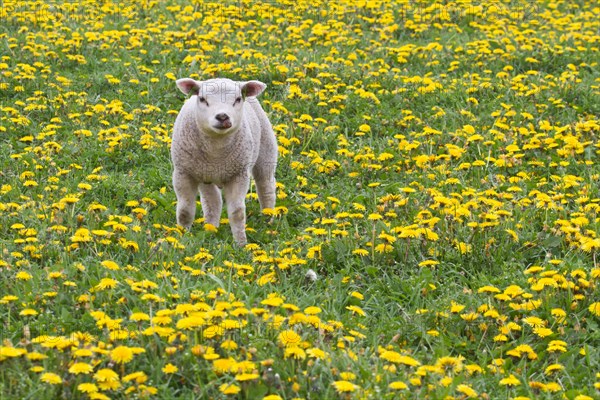 Lamb (Ovis orientalis aries) standing in dandelion meadow