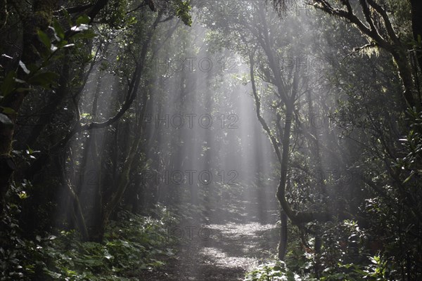 Sun rays passing through the cloud forest
