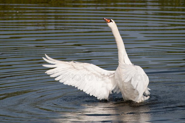Mute Swan (Cygnus olor) spreading its wings