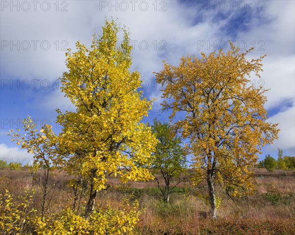 Autumn coloured Birch trees