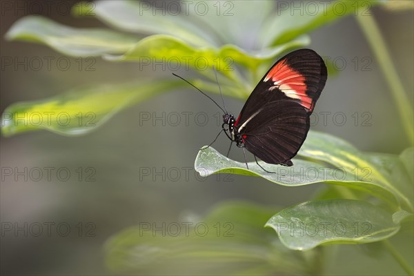 Postman Butterfly (Heliconius melpomene)