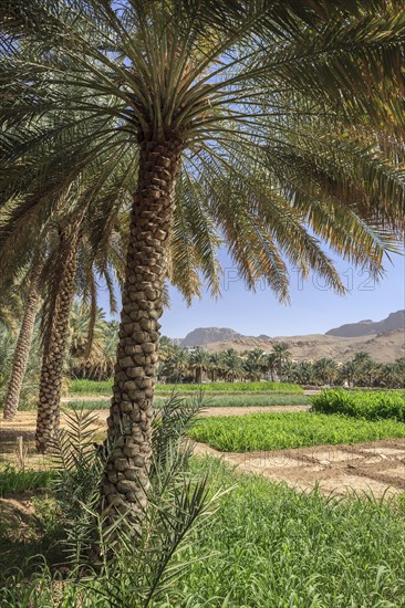 Oasis with date palms and green fields