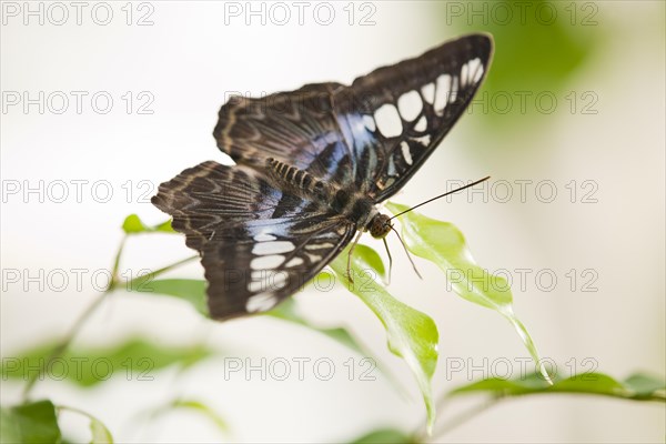 Blue Clipper butterfly (Parthenos sylvia lilacinus)