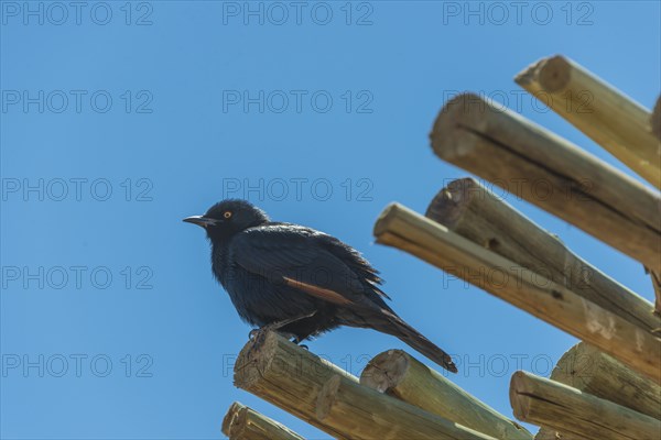 Pale-winged Starling (Onychognathus nabouroup) on bamboo