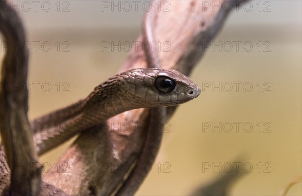 Boomslang (Dispholidus typus)