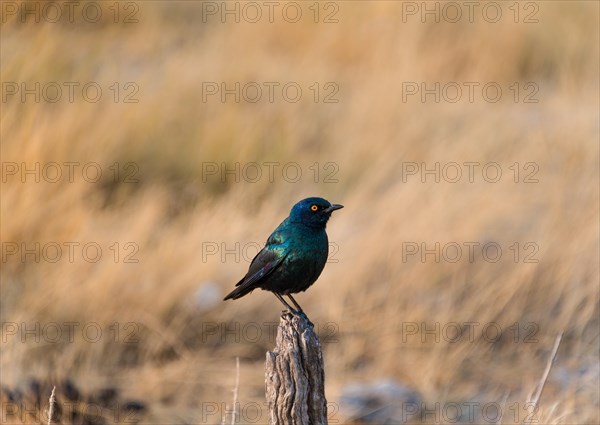 Cape Starling (Lamprotornis nitens) perched on a post