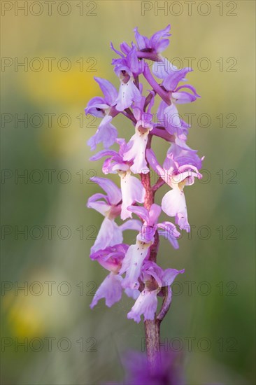 Early Purple Orchid (Orchis mascula)