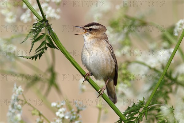 Sedge Warbler (Acrocephalus schoenobaenus)