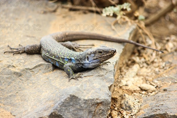 Tenerife Lizard (Gallotia galloti)