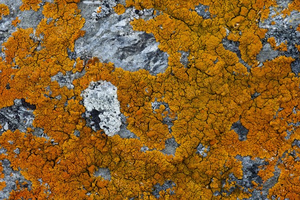 Lichens (Caloplaca) on rock