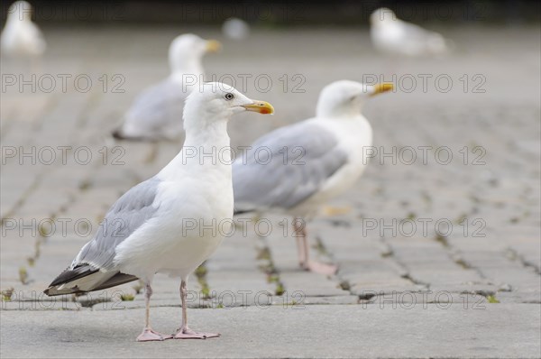 Lesser Black-backed Gulls (Larus fuscus)